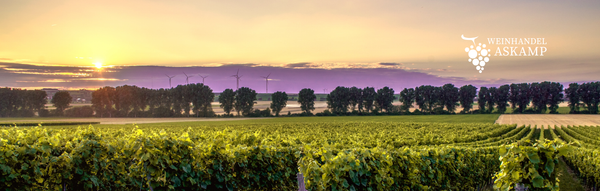 Landschaft Weinreben Rheinland Pfalz für Werbung Weinhandel Askamp
